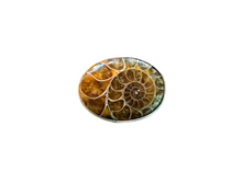 Load image into Gallery viewer, Ammonite Ring - sz. 8
